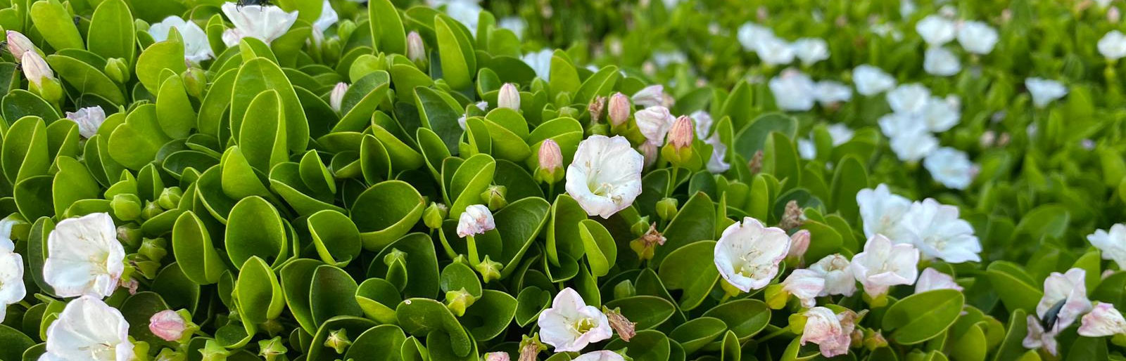 jardineria